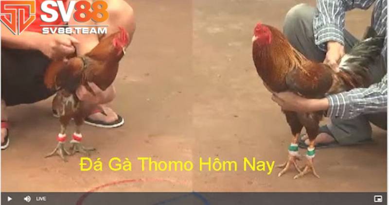 Đá gà Thomo có tính minh bạch cao 