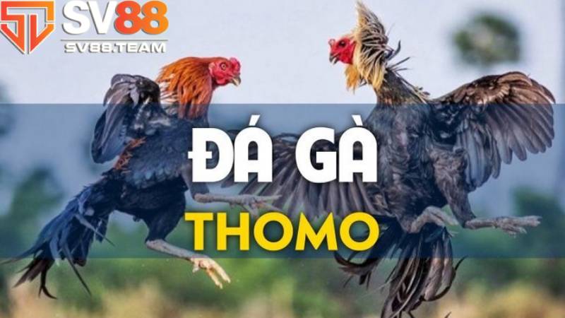 Hình ảnh khi phát sóng đá gà Thomo luôn được sắc nét 