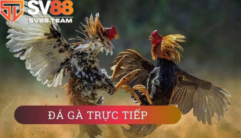 Đá gà trực tiếp Thomo quy tụ các bình luận viên chuyên nghiệp 